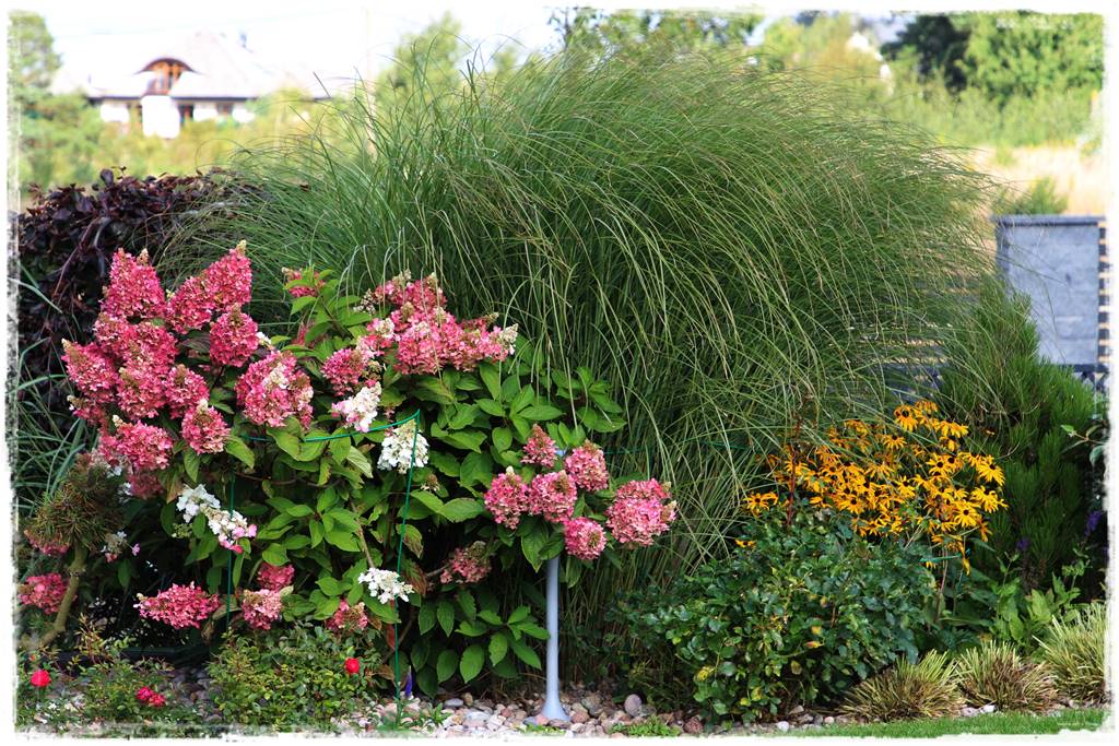 Hortensja bukietowa odmiany 8 Hortensja bukietowa odmiany 8