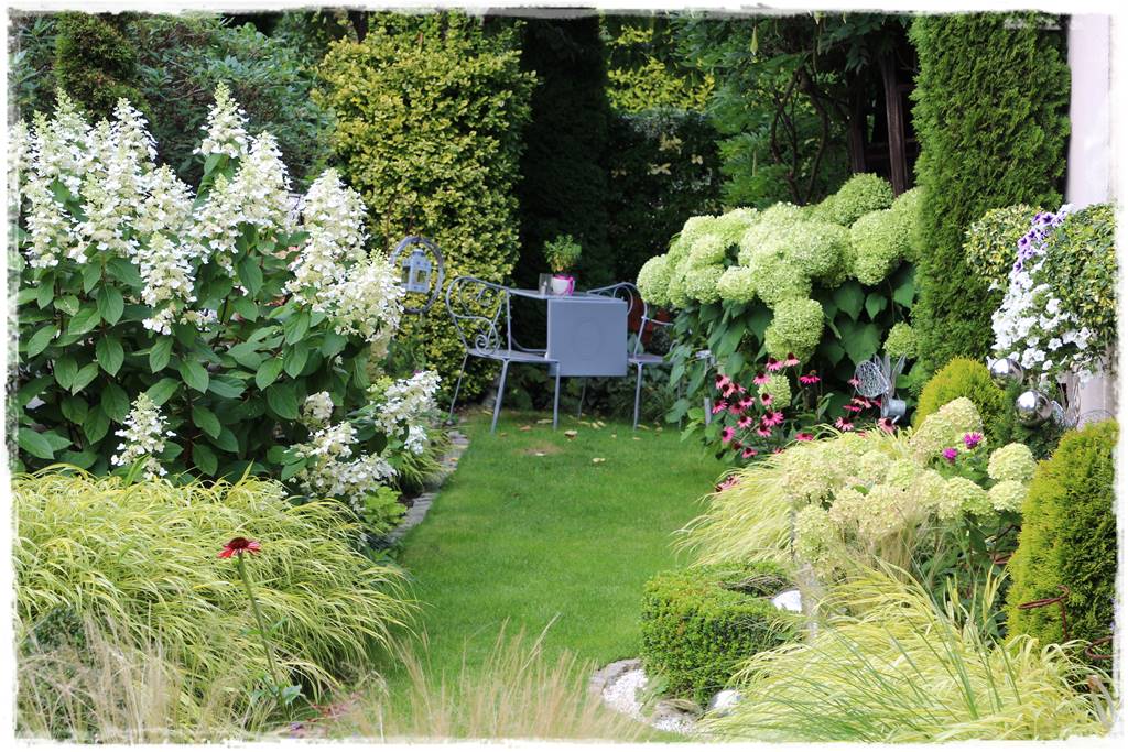 Hortensja bukietowa odmiany 9