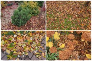 Jesienne liście czy trzeba je grabić 1