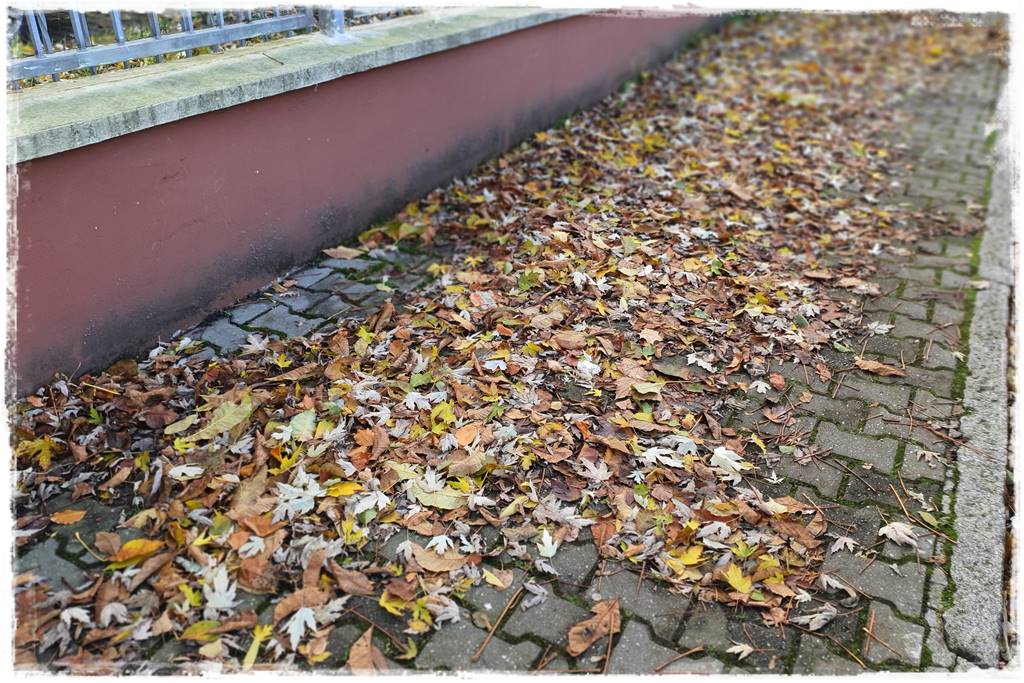 Jesienne liście czy trzeba je grabić 10