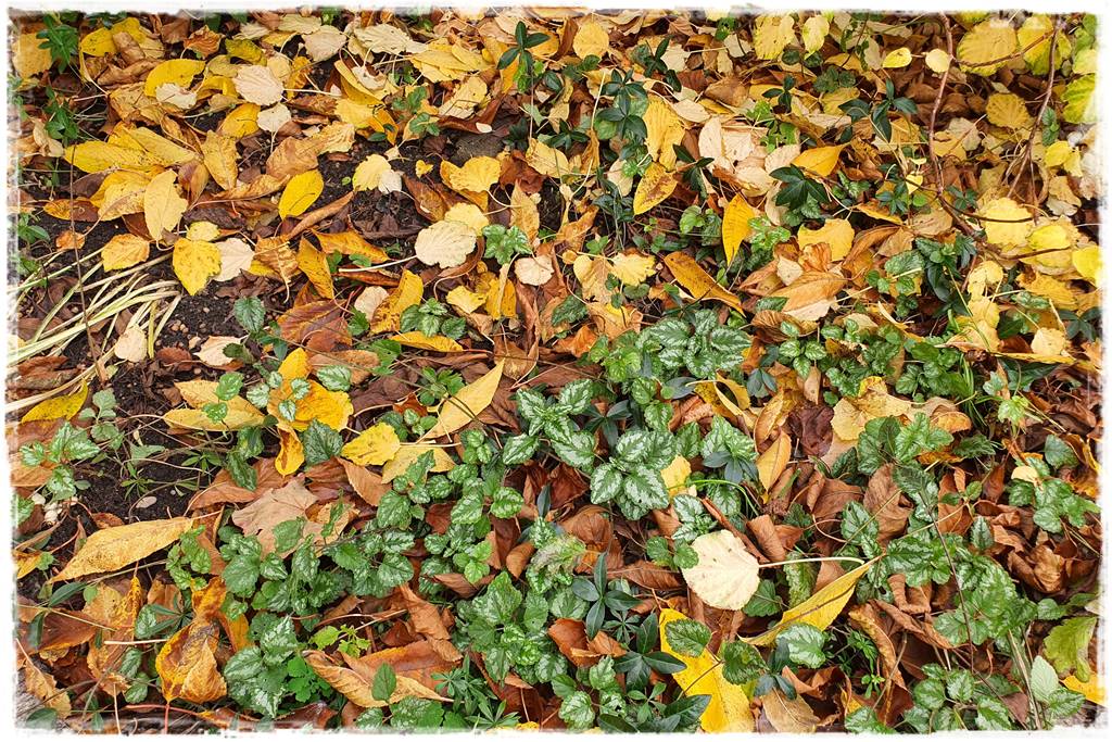 Jesienne liście czy trzeba je grabić 12