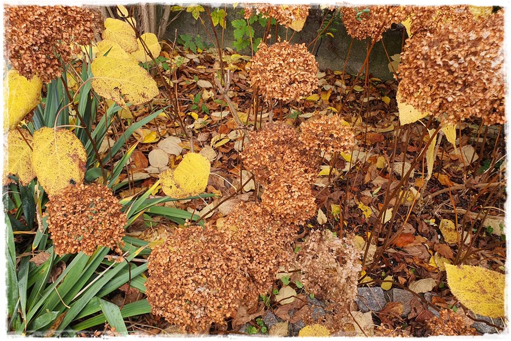 Jesienne liście czy trzeba je grabić 13