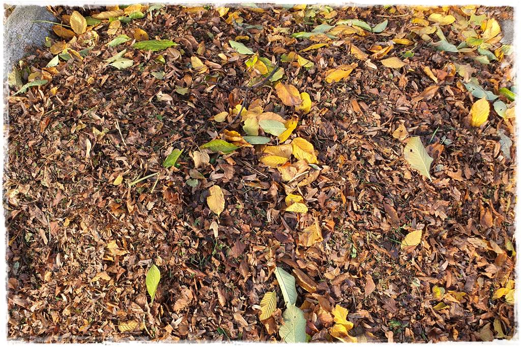 Jesienne liście czy trzeba je grabić 14
