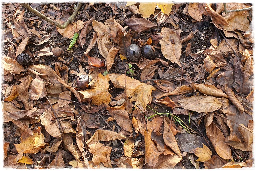 Jesienne liście czy trzeba je grabić 16 Jesienne liście czy trzeba je grabić 16