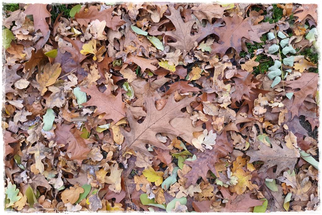 Jesienne liście czy trzeba je grabić 17 Jesienne liście czy trzeba je grabić 17