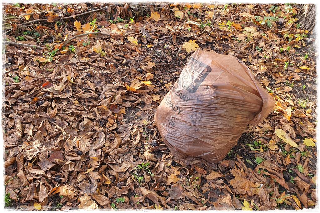 Jesienne liście czy trzeba je grabić 18