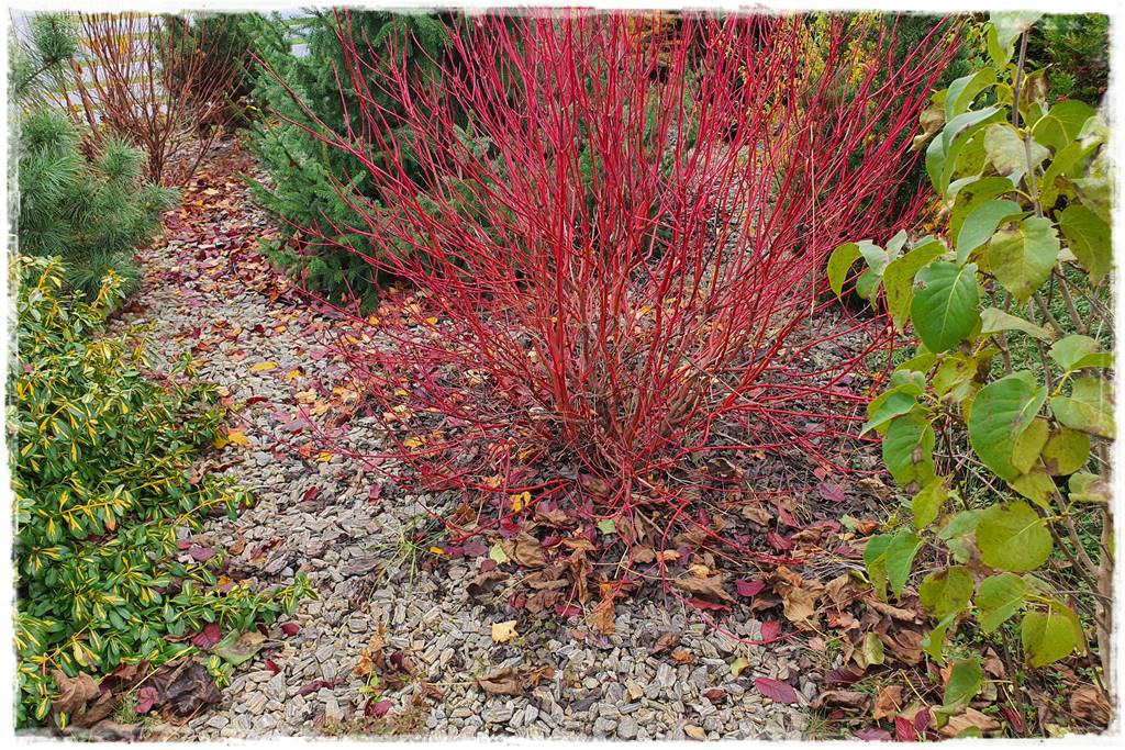 Jesienne liście czy trzeba je grabić 19 Jesienne liście czy trzeba je grabić 19