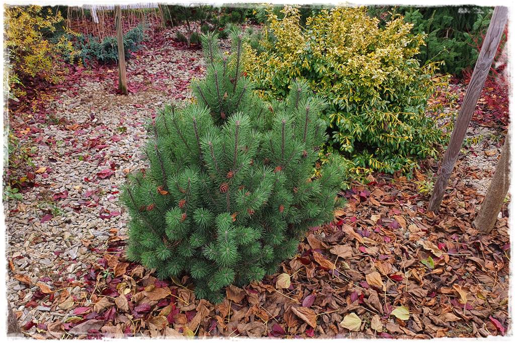 Jesienne liście czy trzeba je grabić 2