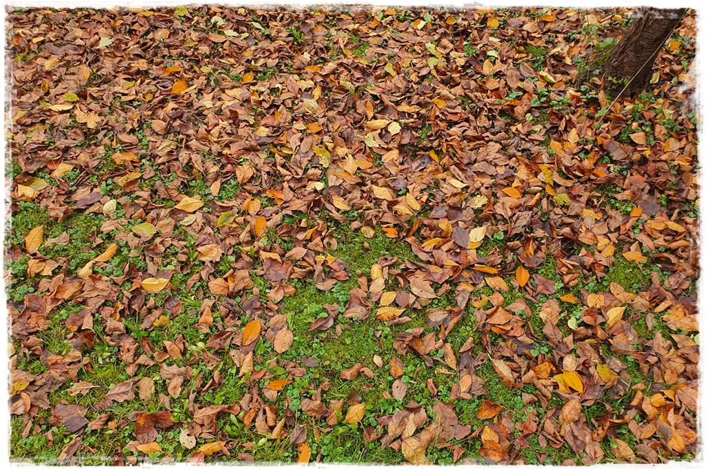 Jesienne liście czy trzeba je grabić 3