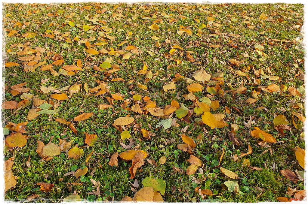 Jesienne liście czy trzeba je grabić 4