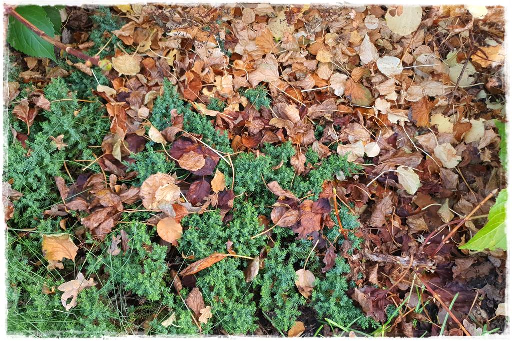 Jesienne liście czy trzeba je grabić 5