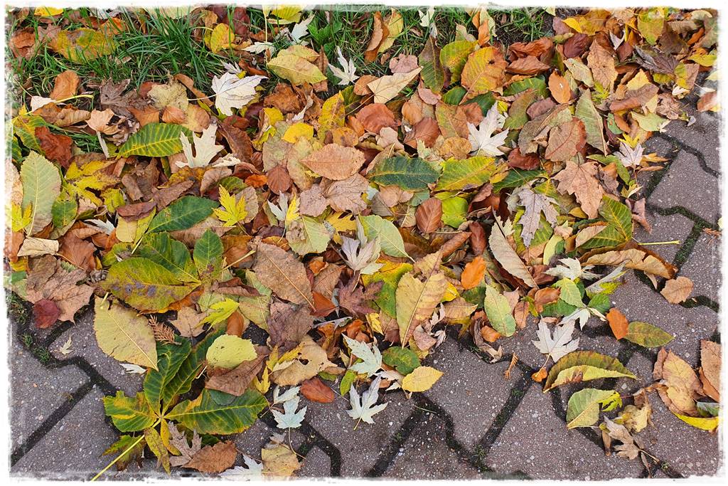 Jesienne liście czy trzeba je grabić 6