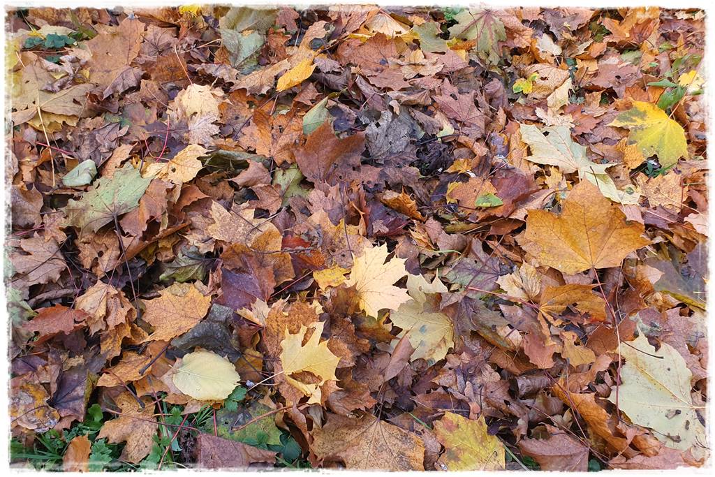 Jesienne liście czy trzeba je grabić 7