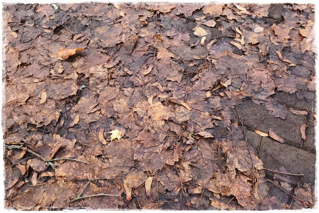 Jesienne liście czy trzeba je grabić 8