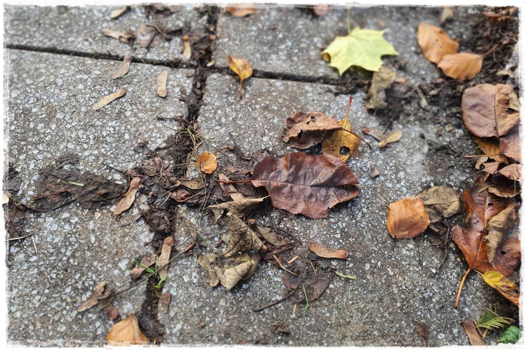Jesienne liście czy trzeba je grabić 9