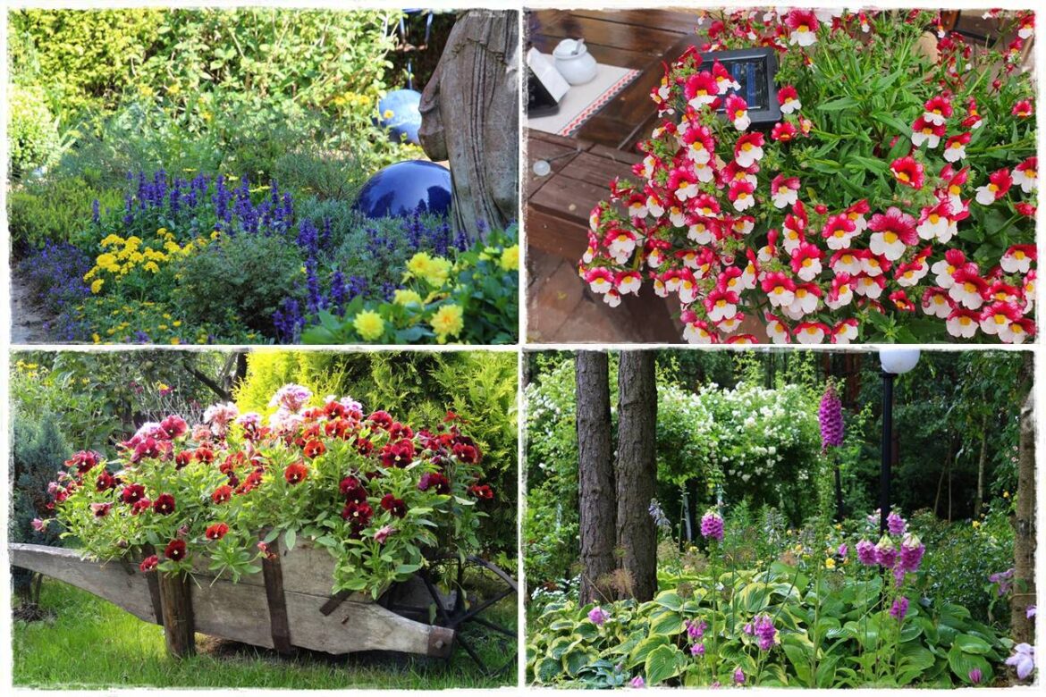 Rośliny jednoroczne 0