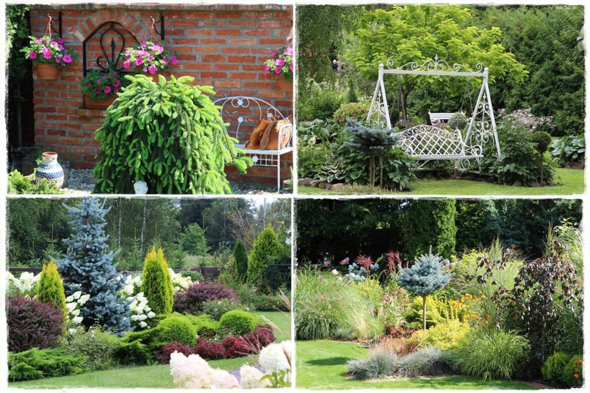 Świerk w ogrodzie aranżacje 1