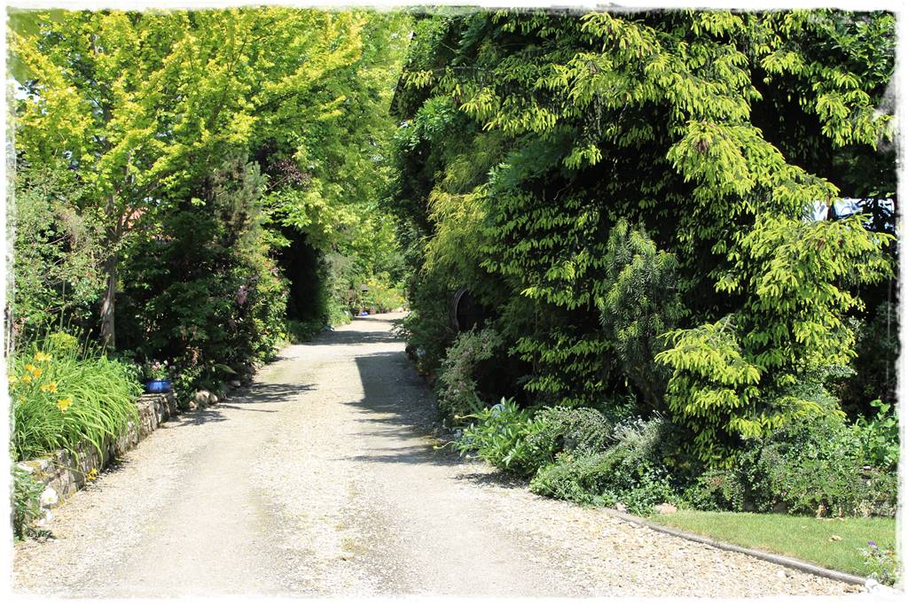 Świerk w ogrodzie aranżacje 100 Świerk w ogrodzie aranżacje 100
