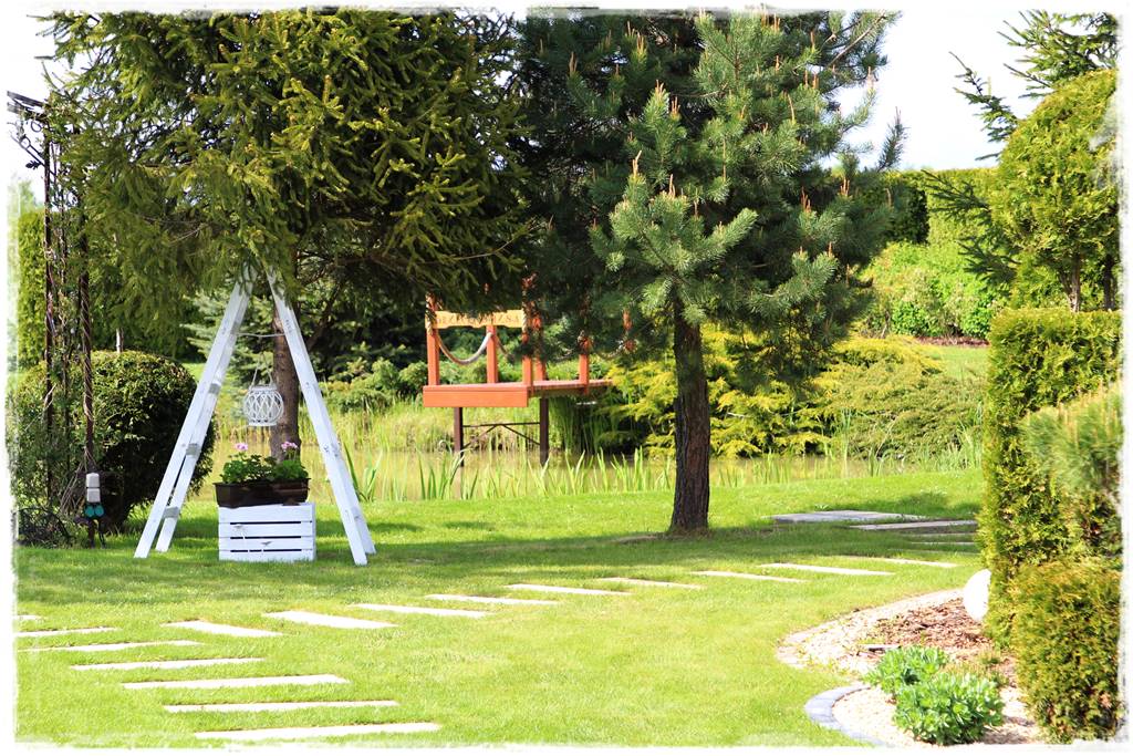 Świerk w ogrodzie aranżacje 100b Świerk w ogrodzie aranżacje 100b