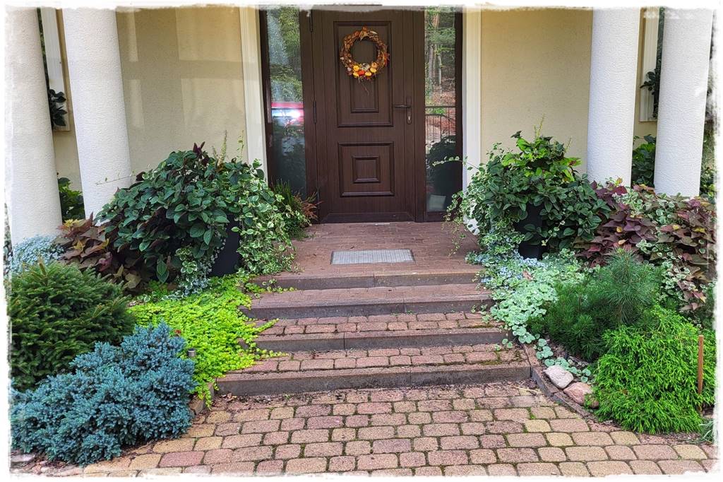 Świerk w ogrodzie aranżacje 100f Świerk w ogrodzie aranżacje 100f