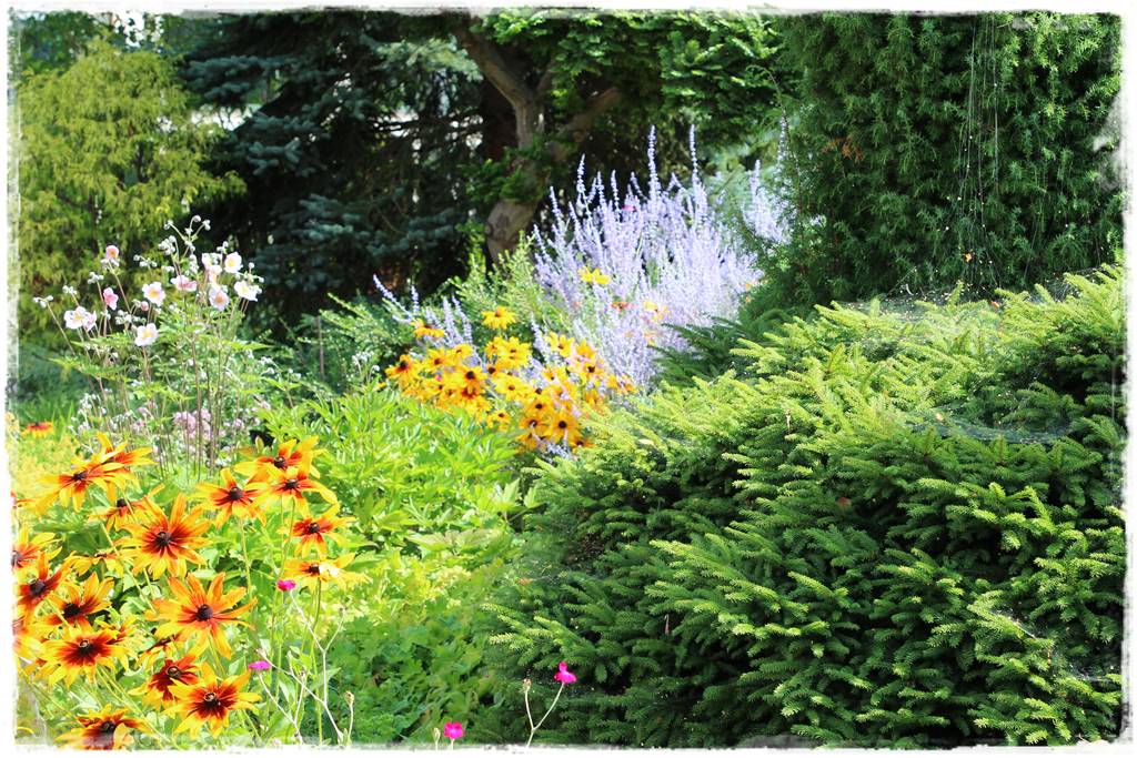 Świerk w ogrodzie aranżacje 100g Świerk w ogrodzie aranżacje 100g