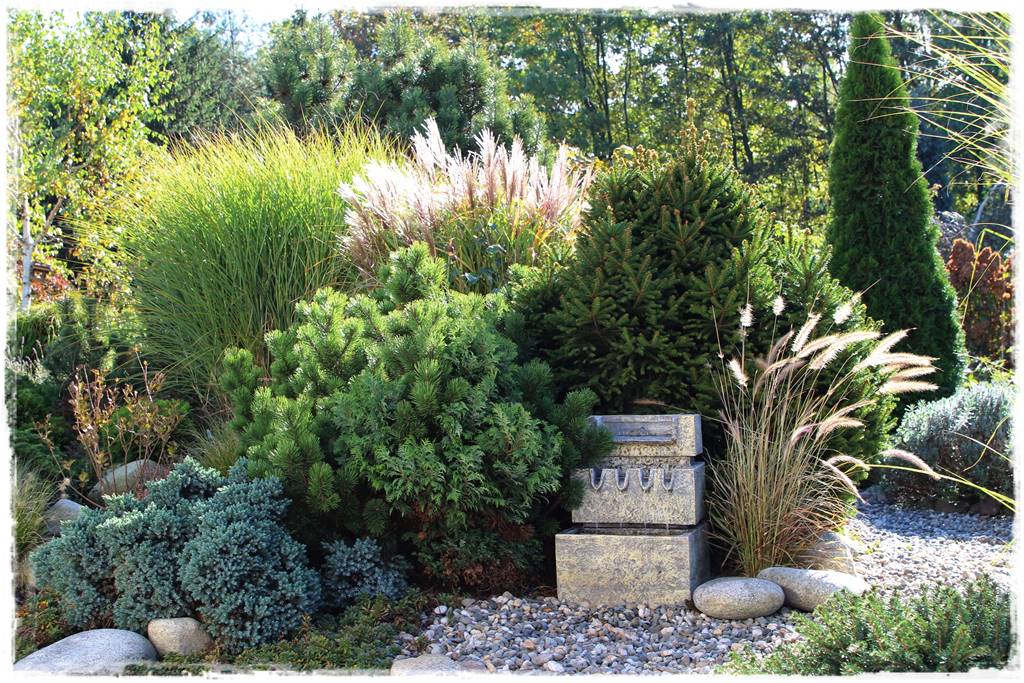 Świerk w ogrodzie aranżacje 100h