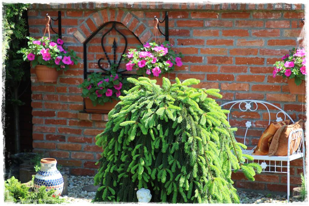 Świerk w ogrodzie aranżacje 100i