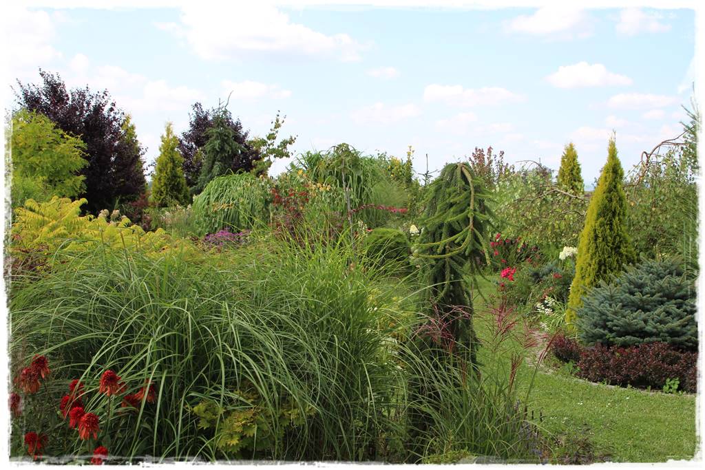 Świerk w ogrodzie aranżacje 100j Świerk w ogrodzie aranżacje 100j