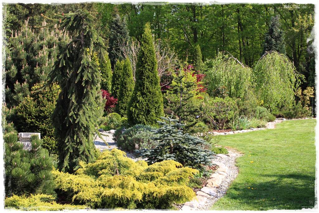 Świerk w ogrodzie aranżacje 100k Świerk w ogrodzie aranżacje 100k