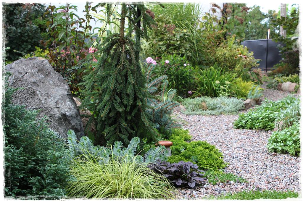 Świerk w ogrodzie aranżacje 100l Świerk w ogrodzie aranżacje 100l