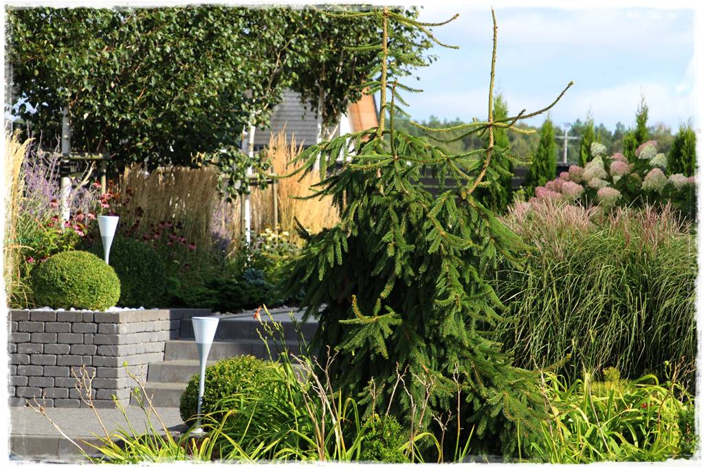 Świerk w ogrodzie aranżacje 100m Świerk w ogrodzie aranżacje 100m