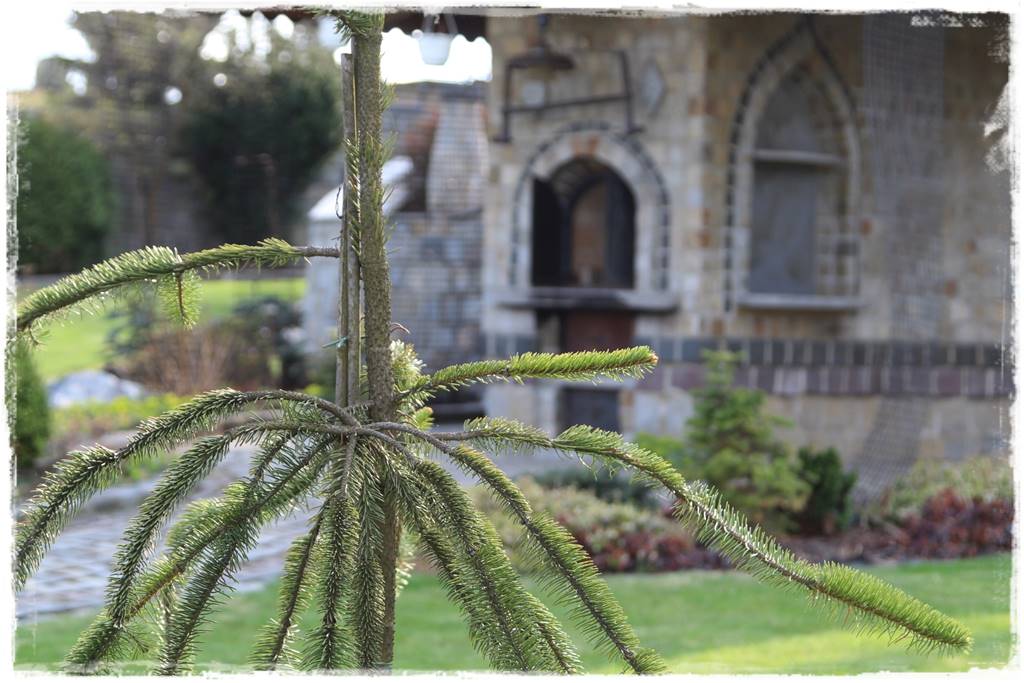 Świerk w ogrodzie aranżacje 100n Świerk w ogrodzie aranżacje 100n