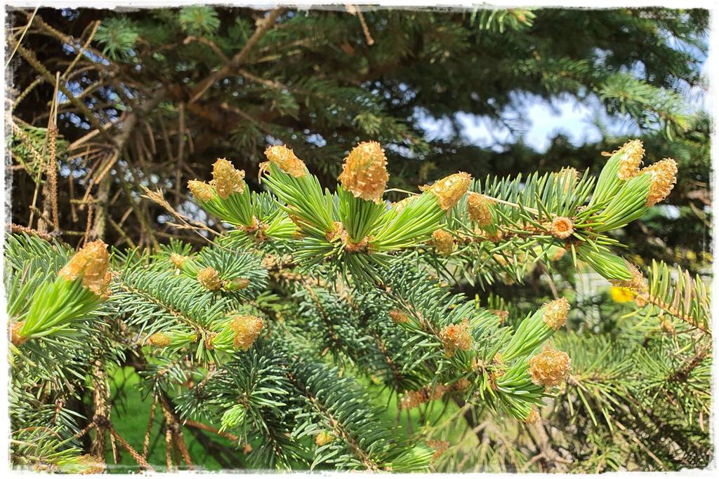 Świerk w ogrodzie aranżacje 2 Świerk w ogrodzie aranżacje 2