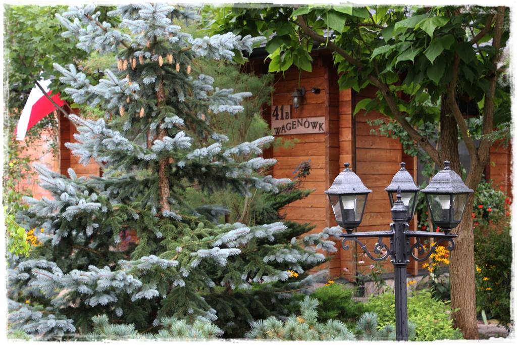 Świerk w ogrodzie aranżacje 200b Świerk w ogrodzie aranżacje 200b