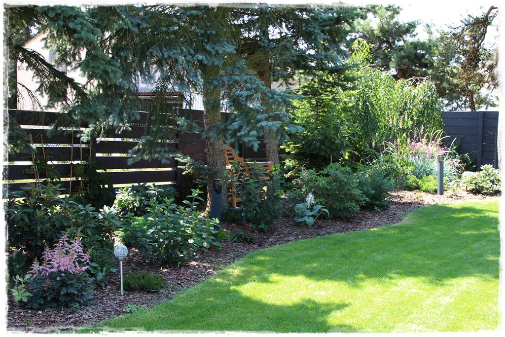 Świerk w ogrodzie aranżacje 200c Świerk w ogrodzie aranżacje 200c