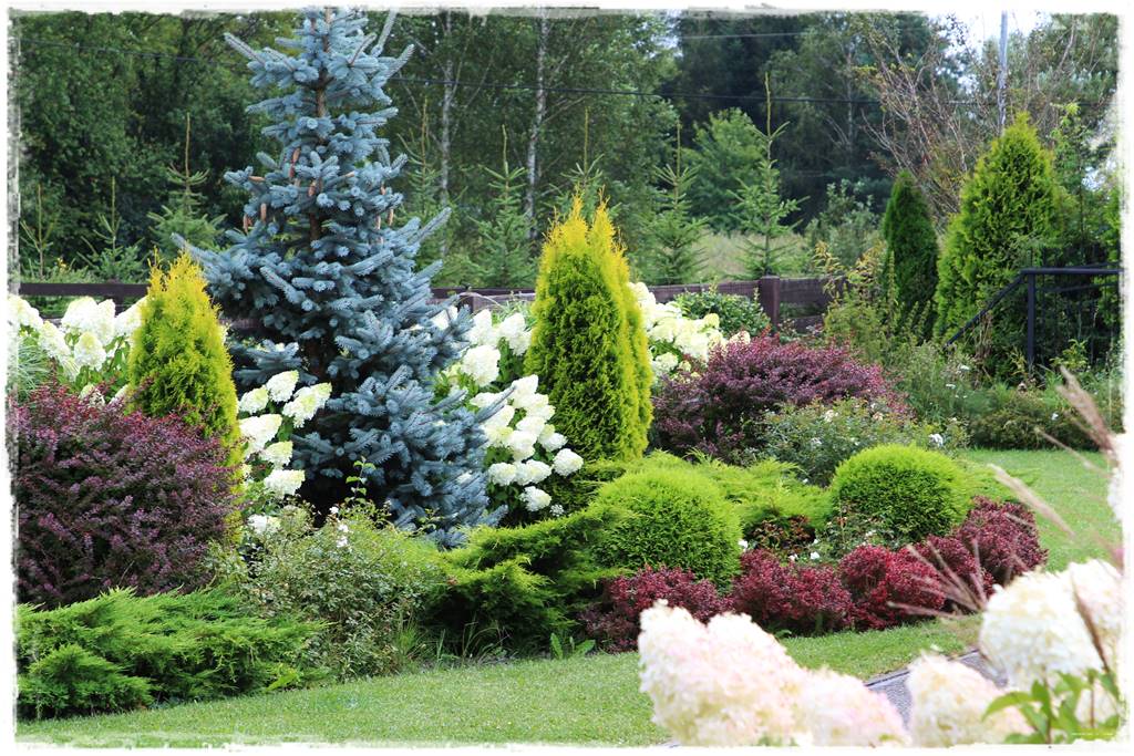 Świerk w ogrodzie aranżacje 200d Świerk w ogrodzie aranżacje 200d