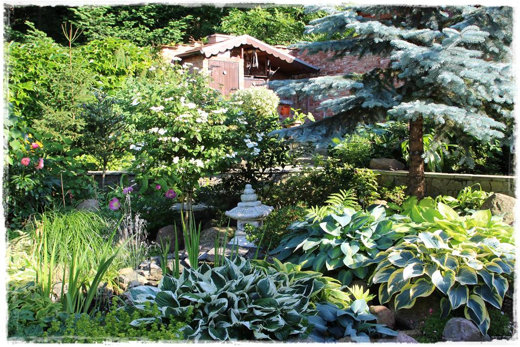 Świerk w ogrodzie aranżacje 200e