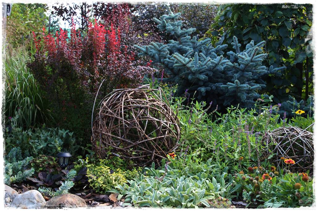 Świerk w ogrodzie aranżacje 200f Świerk w ogrodzie aranżacje 200f