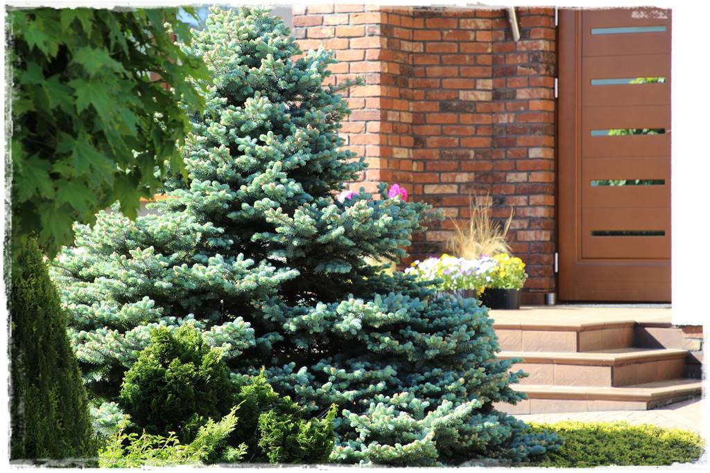 Świerk w ogrodzie aranżacje 200g Świerk w ogrodzie aranżacje 200g