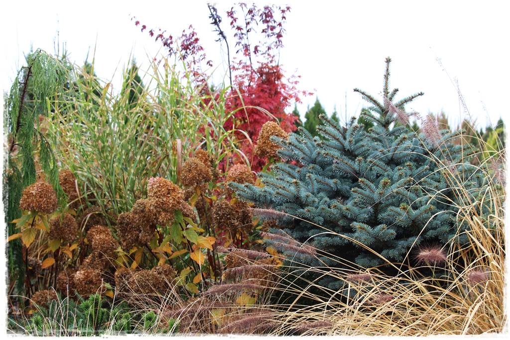 Świerk w ogrodzie aranżacje 200h Świerk w ogrodzie aranżacje 200h