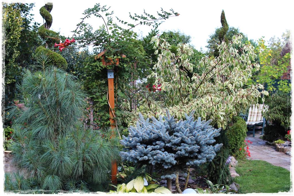 Świerk w ogrodzie aranżacje 201 Świerk w ogrodzie aranżacje 201