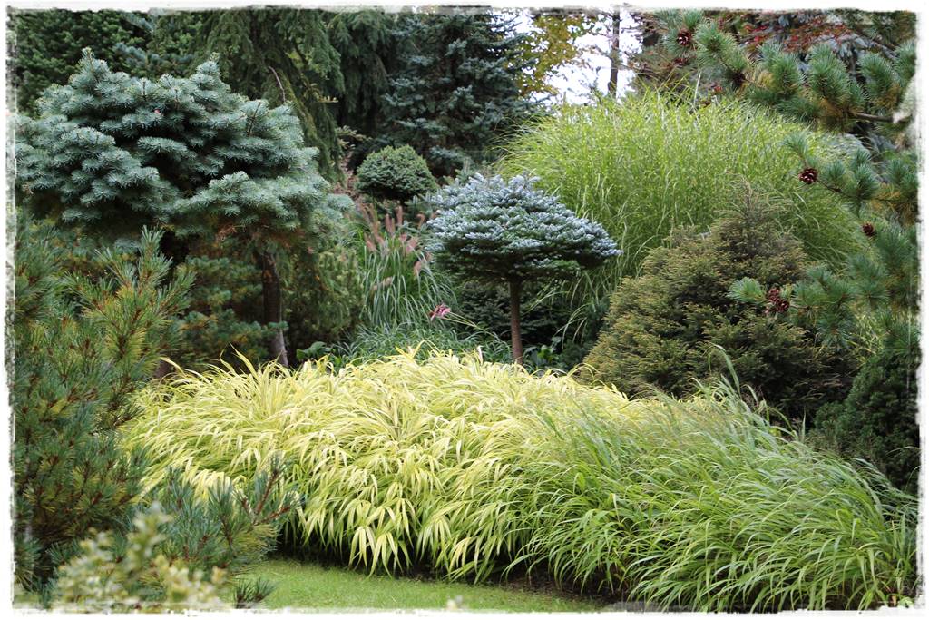 Świerk w ogrodzie aranżacje 204 Świerk w ogrodzie aranżacje 204