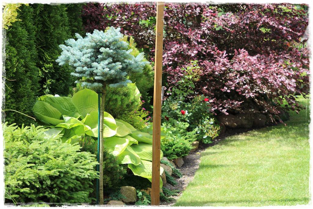 Świerk w ogrodzie aranżacje 205 Świerk w ogrodzie aranżacje 205