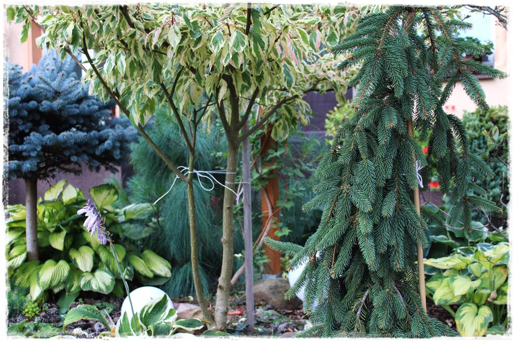 Świerk w ogrodzie aranżacje 209 Świerk w ogrodzie aranżacje 209