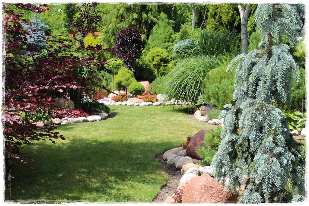 Świerk w ogrodzie aranżacje 210 Świerk w ogrodzie aranżacje 210