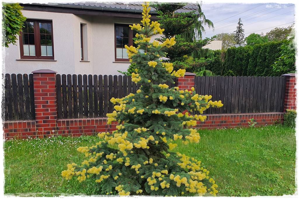 Świerk w ogrodzie aranżacje 211 Świerk w ogrodzie aranżacje 211