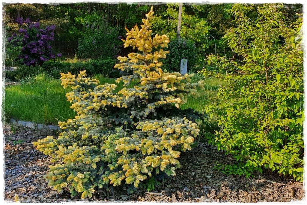 Świerk w ogrodzie aranżacje 212 Świerk w ogrodzie aranżacje 212