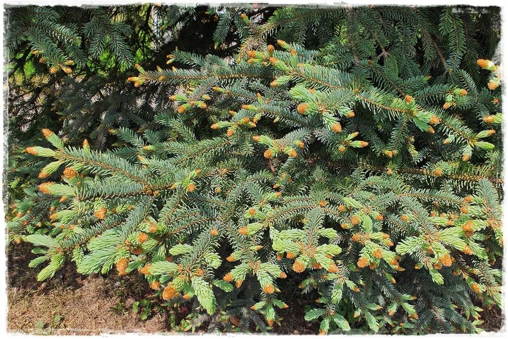 Świerk w ogrodzie aranżacje 2a Świerk w ogrodzie aranżacje 2a