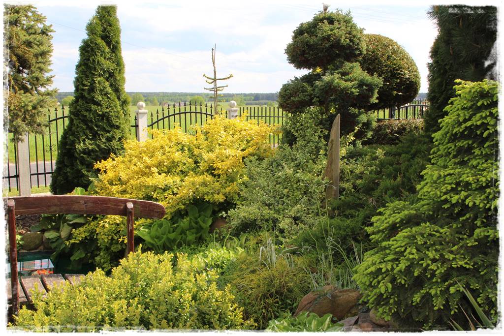 Świerk w ogrodzie aranżacje 2b Świerk w ogrodzie aranżacje 2b