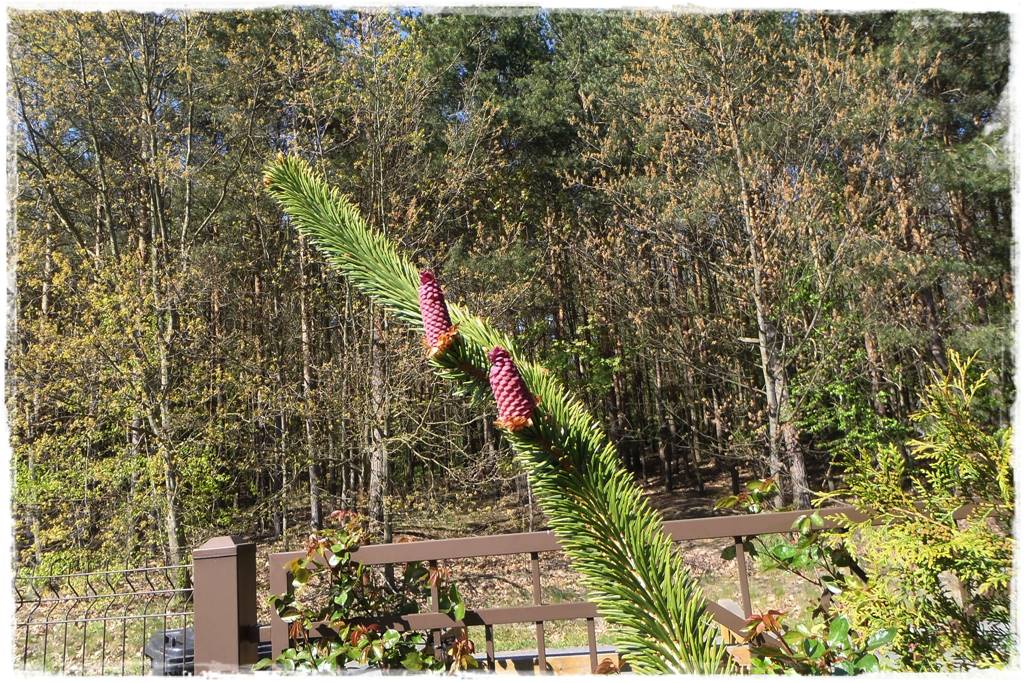 Świerk w ogrodzie aranżacje 2c